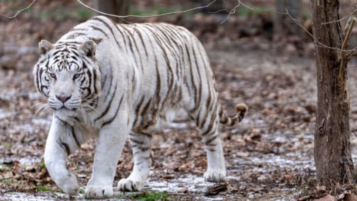 9 Cool Facts About Tigers (And 3 That Are Hard to Forget)