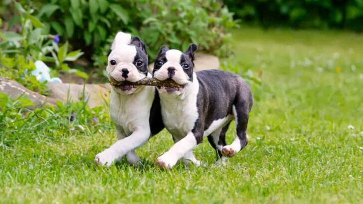 9 Dogs That Make You Laugh (And 9 That Make Grumpiness Adorable)
