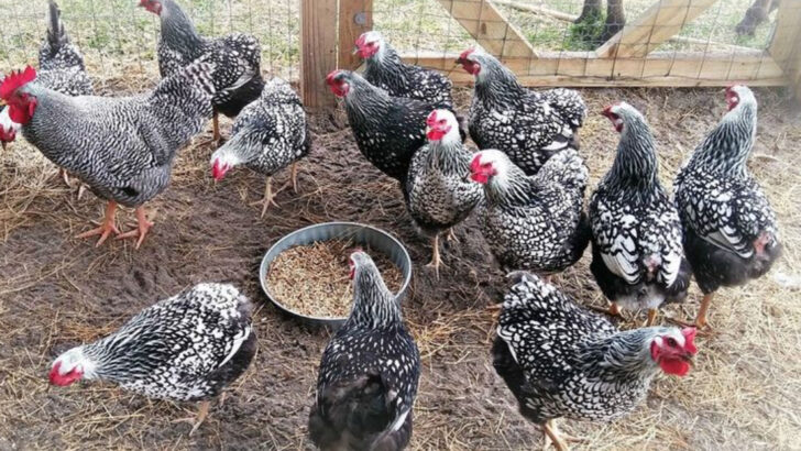 9 Farm Birds You’ll Want More Of (and 6 That Aren’t Worth the Trouble)