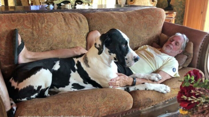 9 Giant Dogs That Act Like Lap Pups (And 9 Tiny Ones Who Truly Fit the Role)