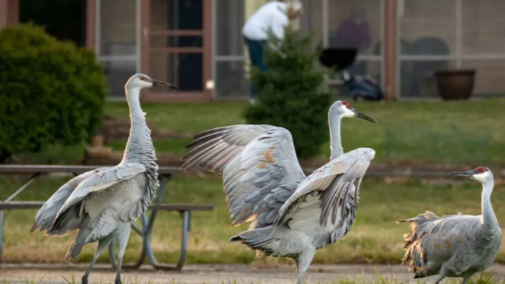 9 Peculiar Places Where Sandhill Cranes Are Now Gathering