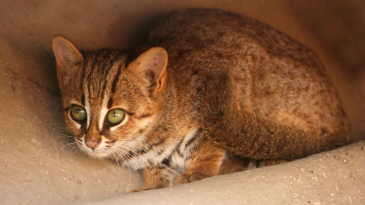 9 Pet Cats With Wild Looks (And 9 Wild Cats With a Pet-Like Vibe)