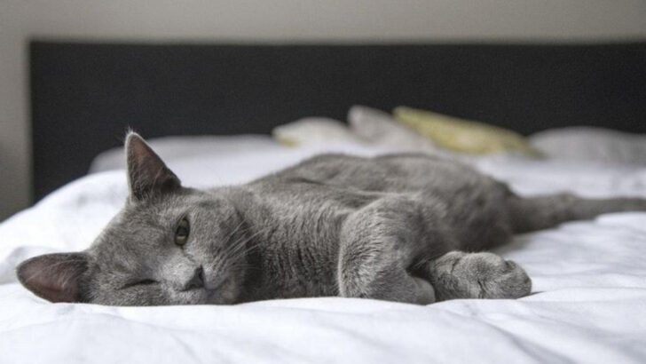 9 Playful Cats That Never Stop Moving (And 9 That Prefer a Cozy Bed)