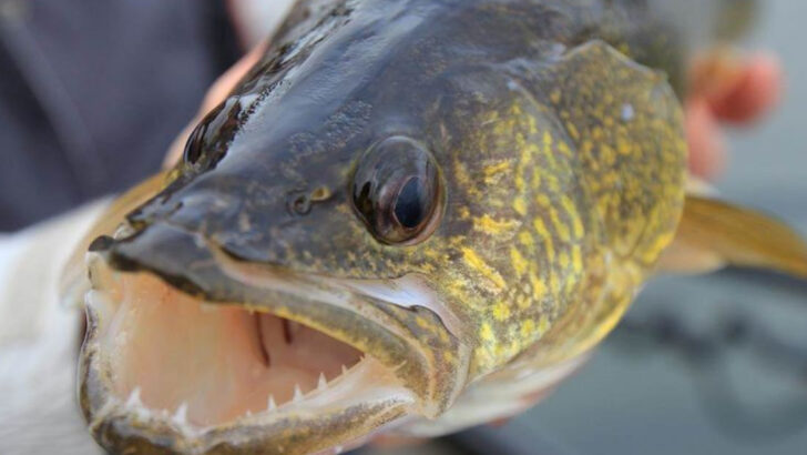 9 Spots Where Trophy Walleye Are Actually Caught