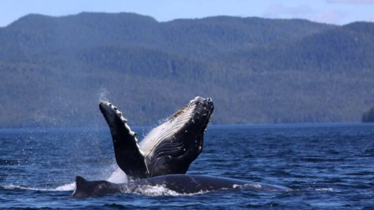9 Surprising Facts About Whales (And 3 That Are Just Hard to Hear)