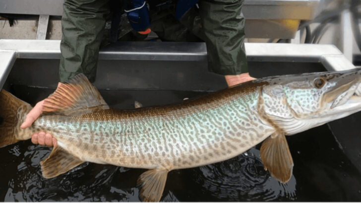 9 Unexpected Places Tiger Muskies Are Now Being Found in American Waterways