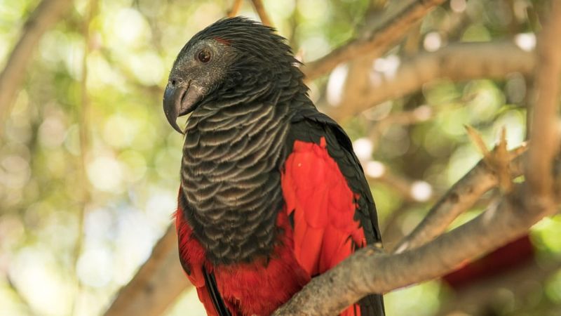 A Bird of the Canopy
