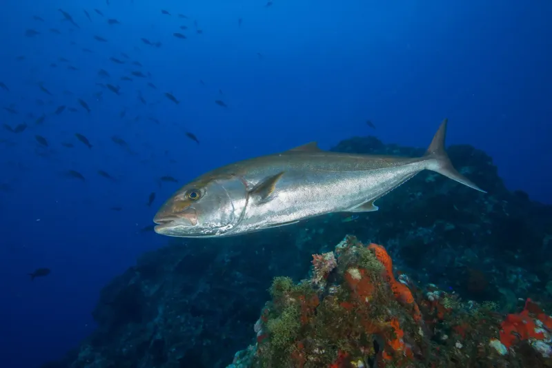 A Deep-Dweller