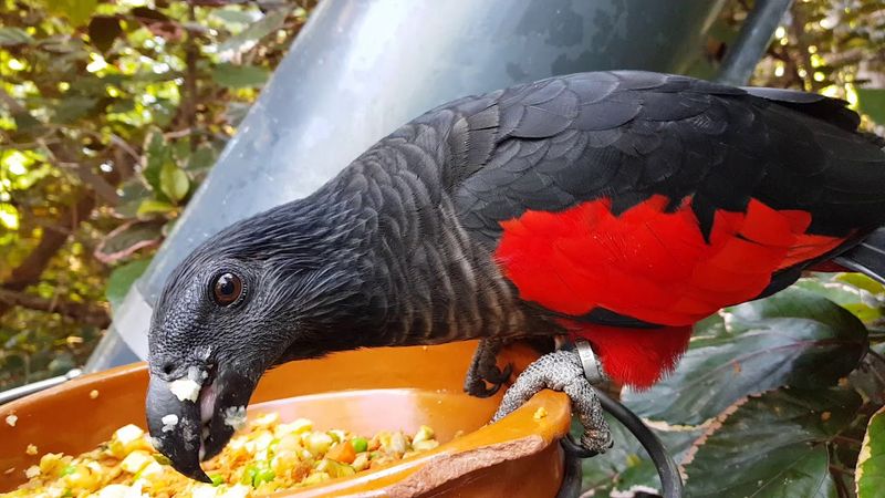 A Frugivore's Diet
