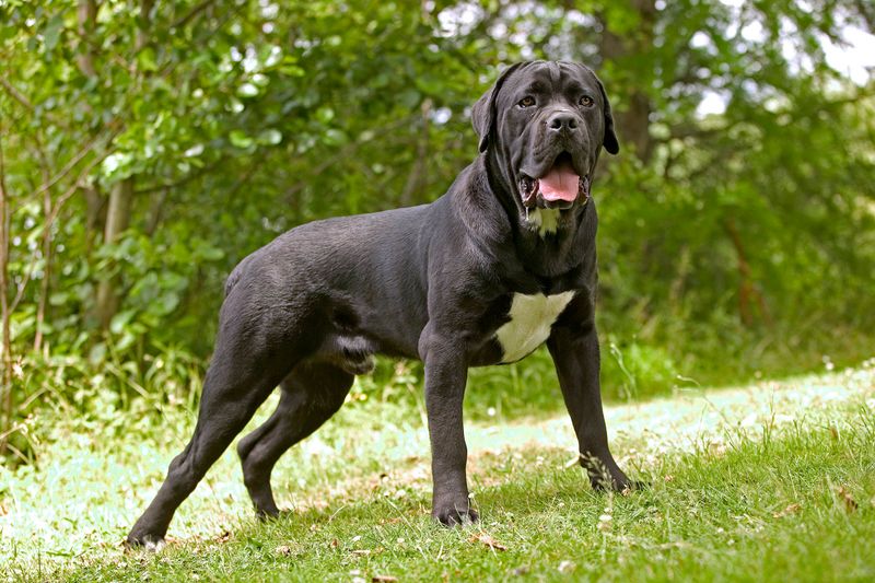 A Gentle Giant