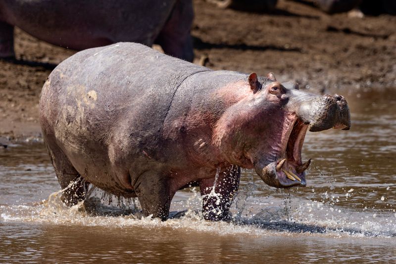 A Hippo’s Fury