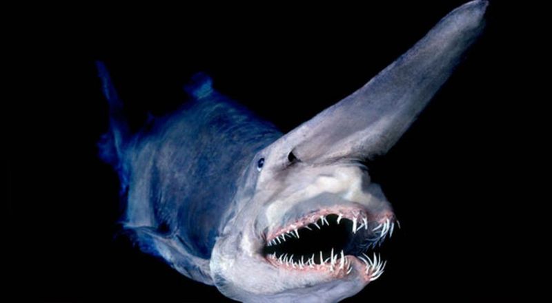 A Living Fossil