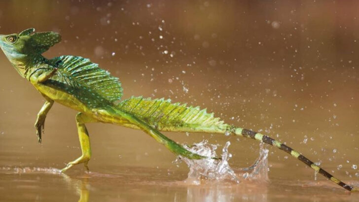 A Look at 16 Incredible Animals With Scales