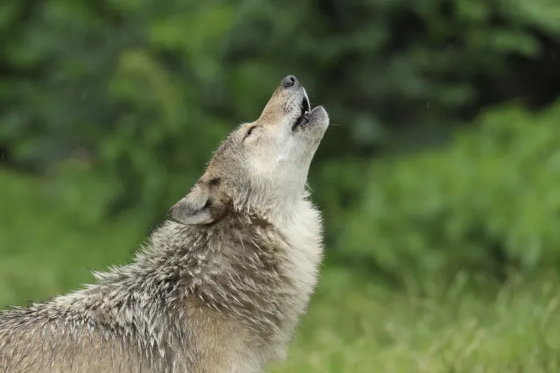 A Melodious Howl