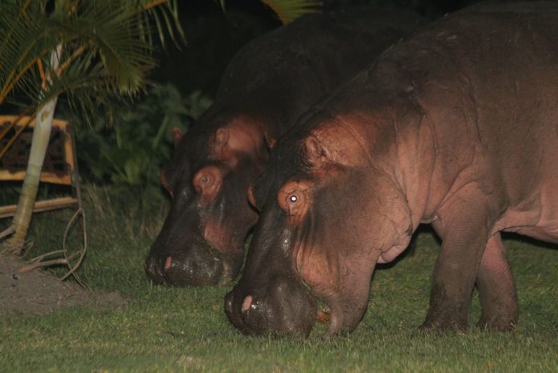 A Nighttime Encounter