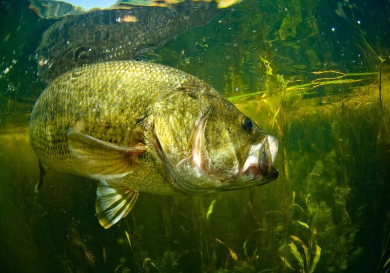 A Peek Into the Bass's Diet