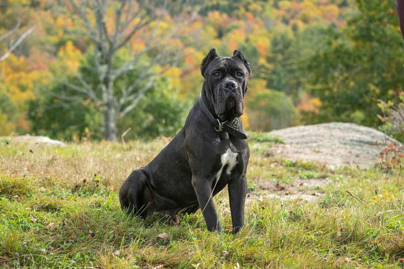 A Regal Stature