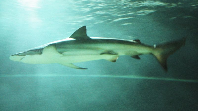 A Shark with Speed