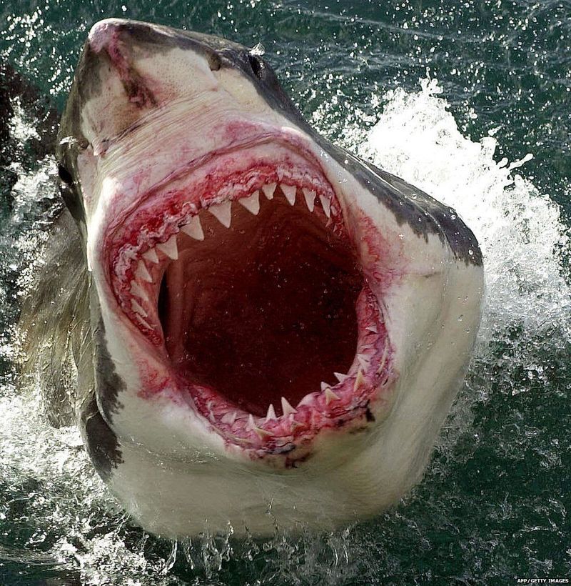 A Tooth Fairy's Nightmare