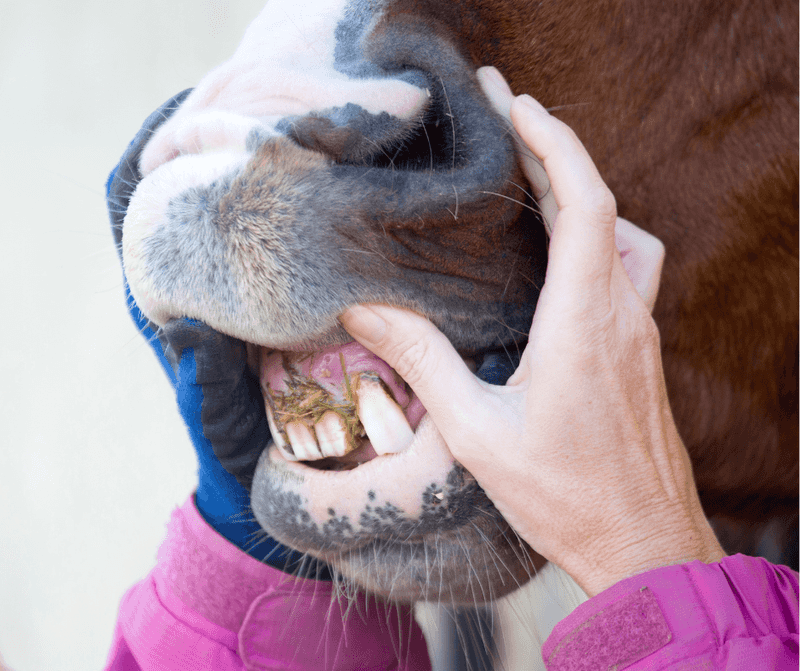 Abnormal Tooth Growth