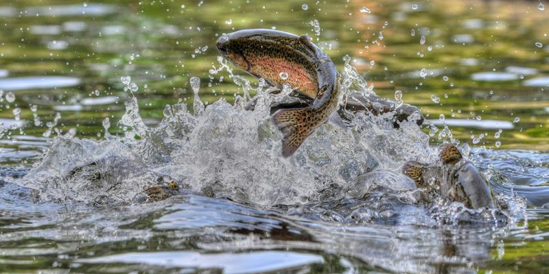 Abundant Fish Population