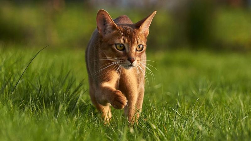 Abyssinian
