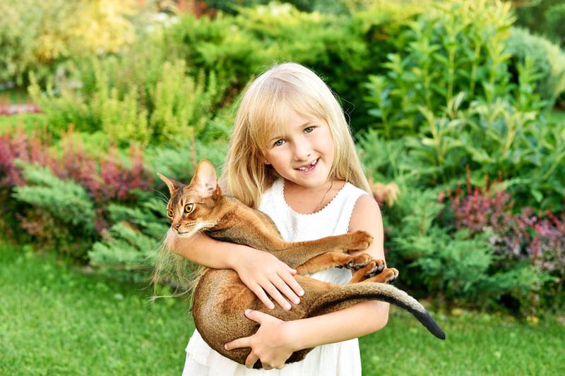 Abyssinian