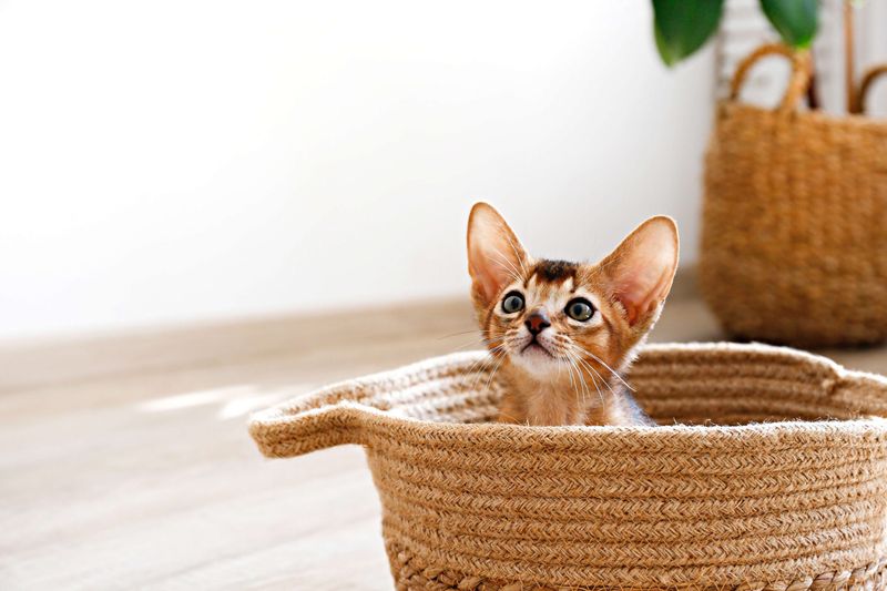 Abyssinian