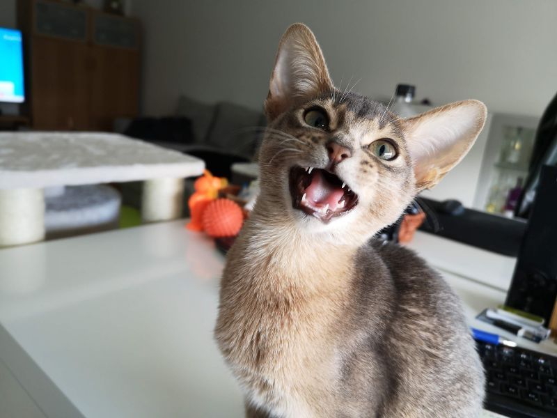 Abyssinian