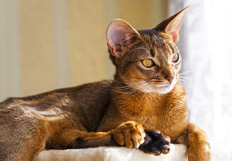 Abyssinian
