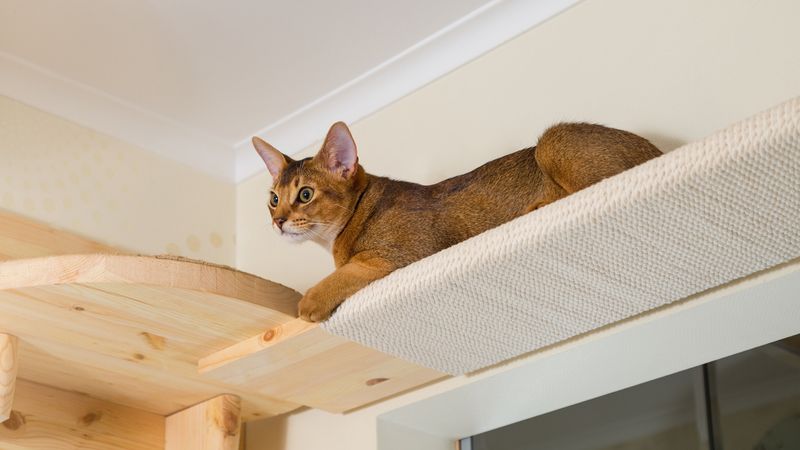 Abyssinian