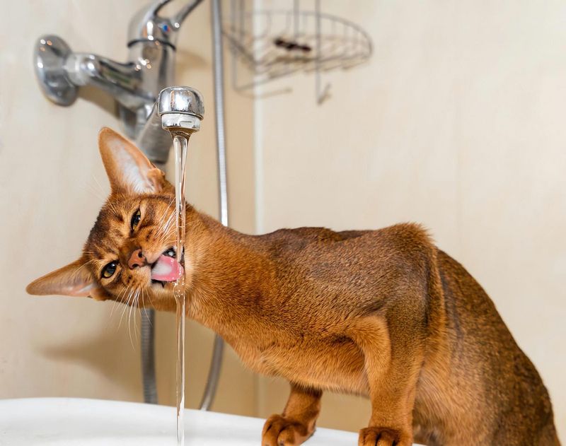 Abyssinian