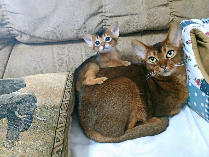 Abyssinian
