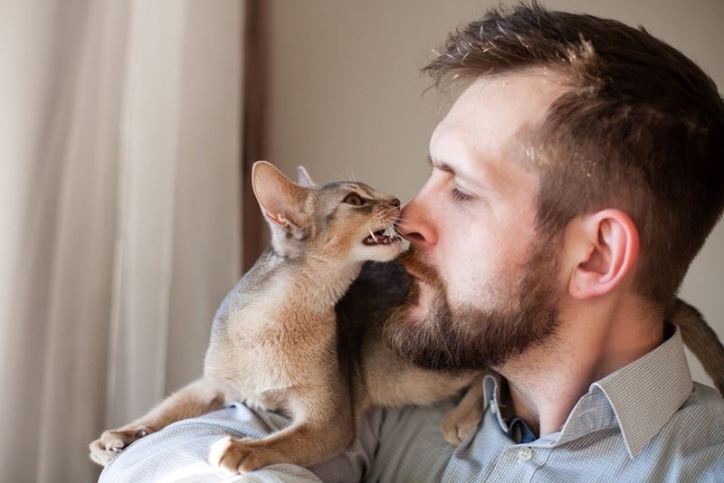 Abyssinian