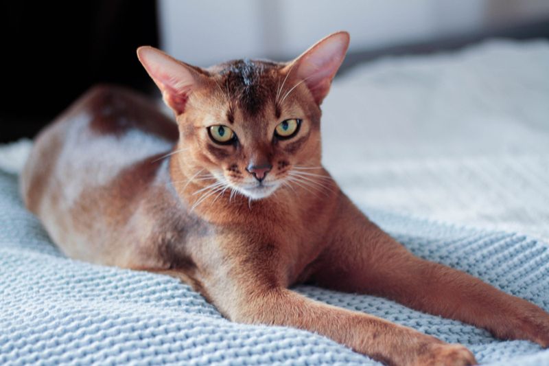 Abyssinian