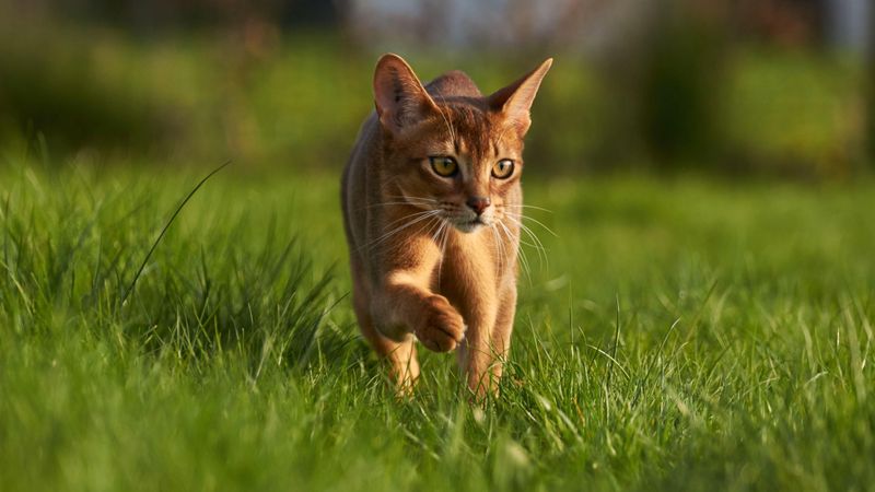 Abyssinian