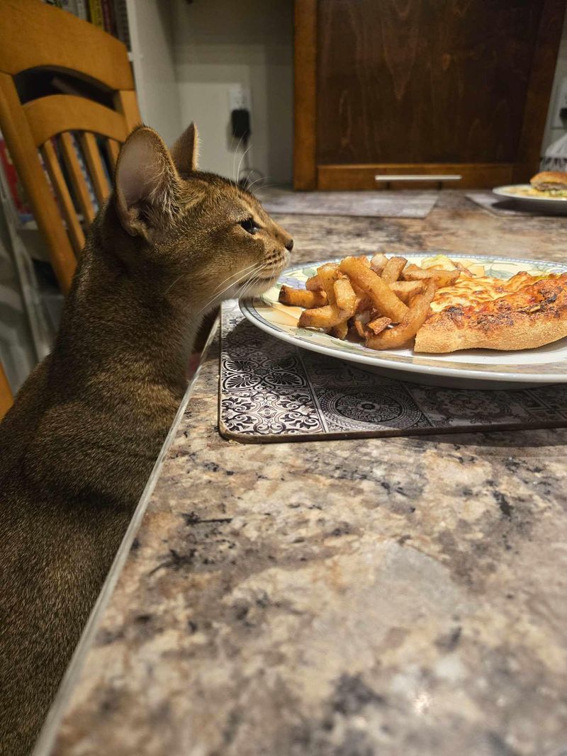 Abyssinian