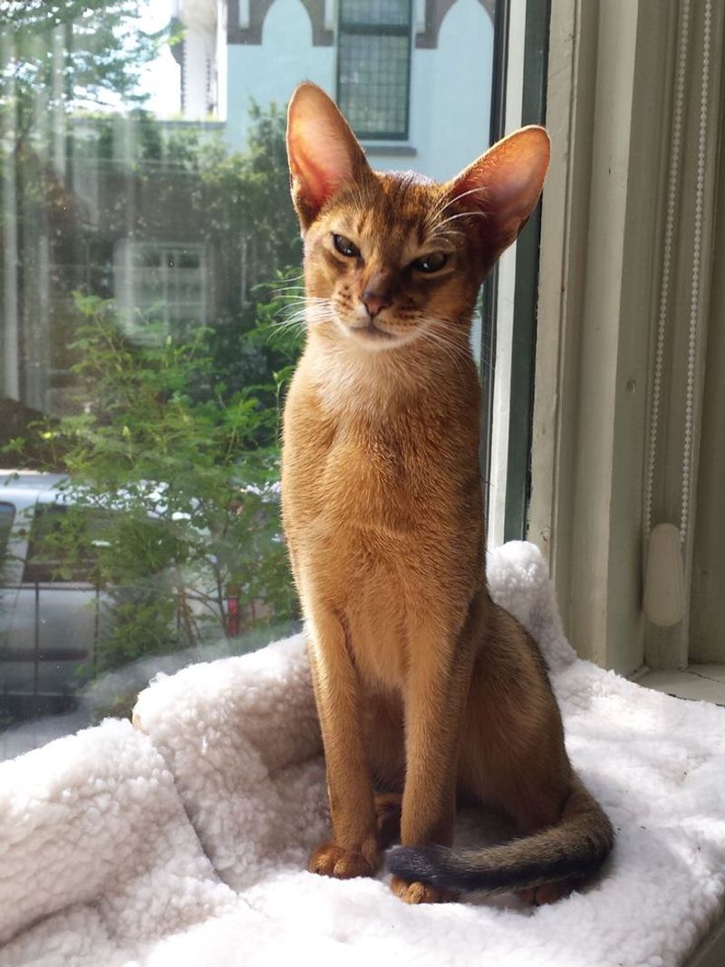 Abyssinian Aficionado