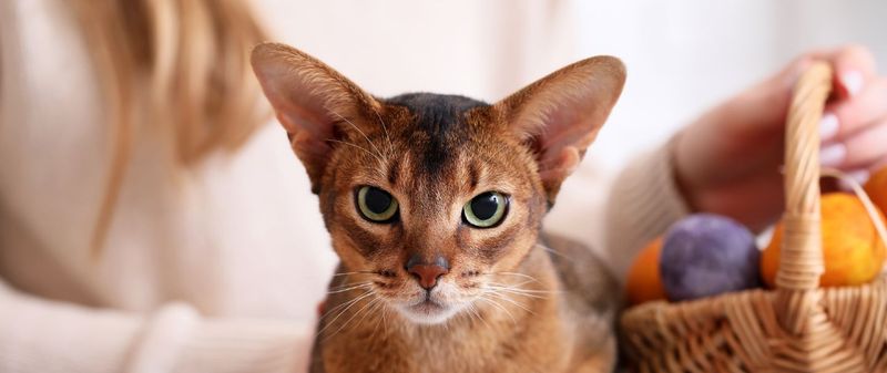 Abyssinian Cat
