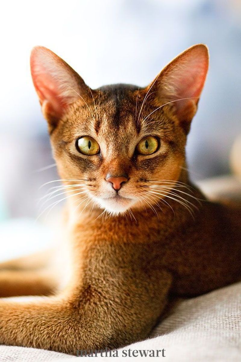 Abyssinian - Tigger
