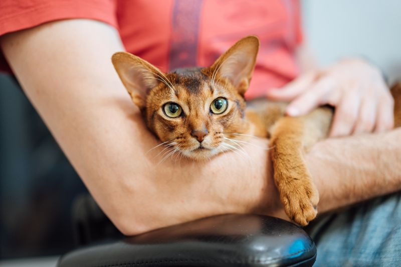 Abyssinian