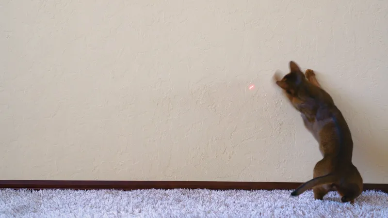 Abyssinian