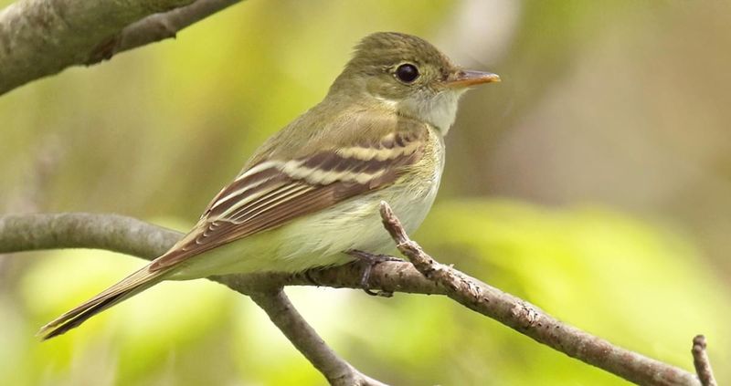 Acadian Flycatcher