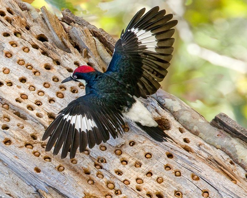 Acorn Woodpecker