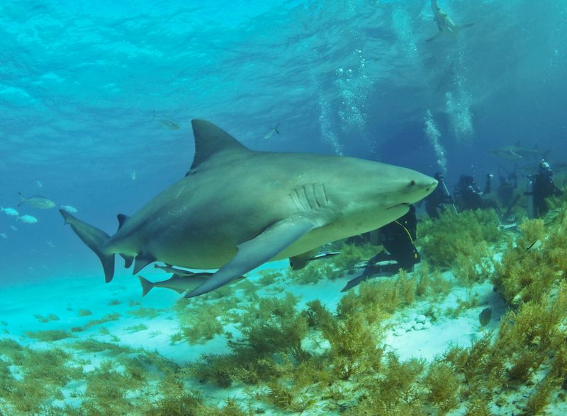 Adaptability Across Habitats