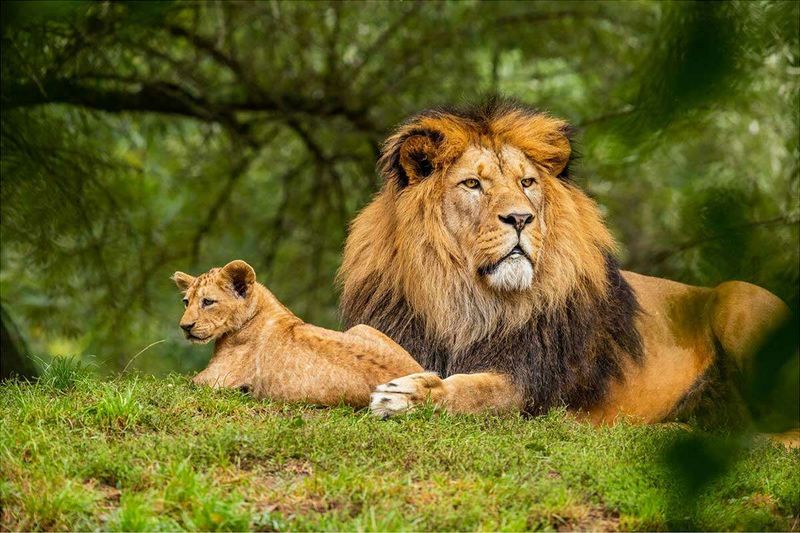Adaptability in the Wild