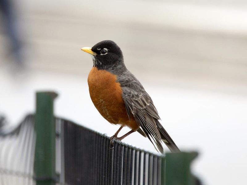 Adaptability to Urban Areas