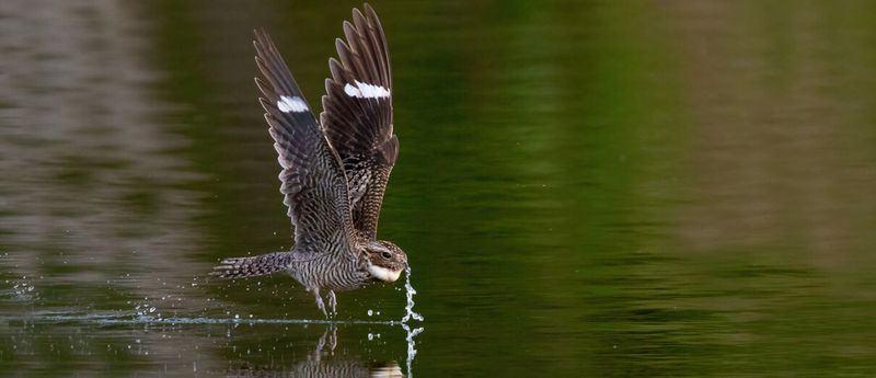 Adaptable Feeding of the Nighthawk