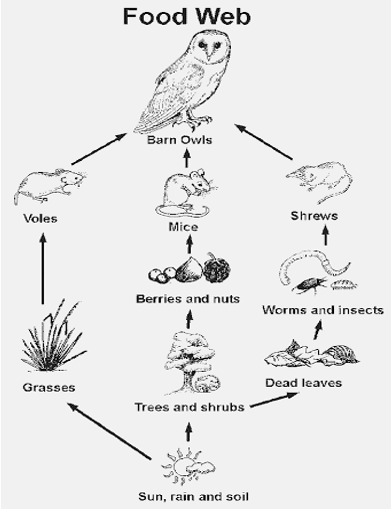 Adaptable Prey Selection