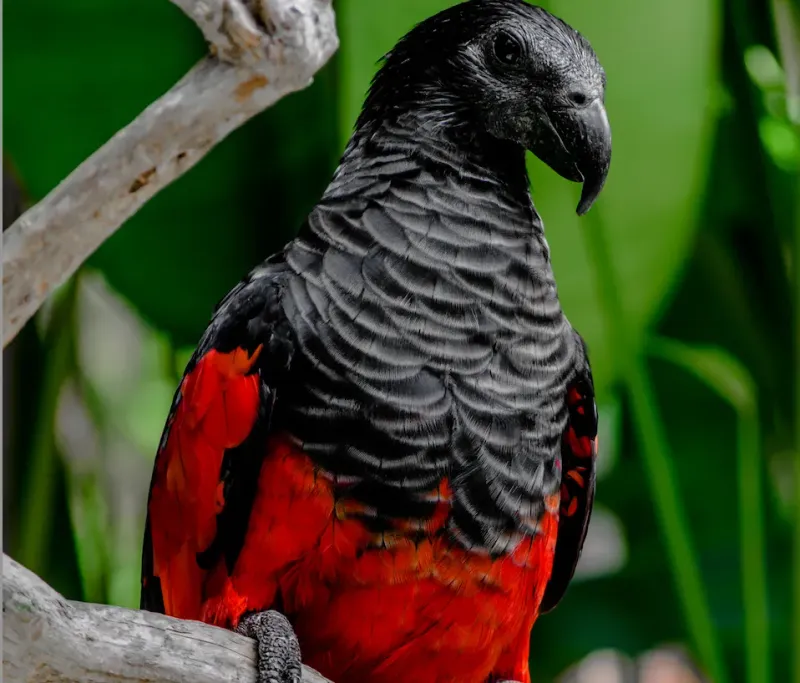 Adapted Beak for Feeding